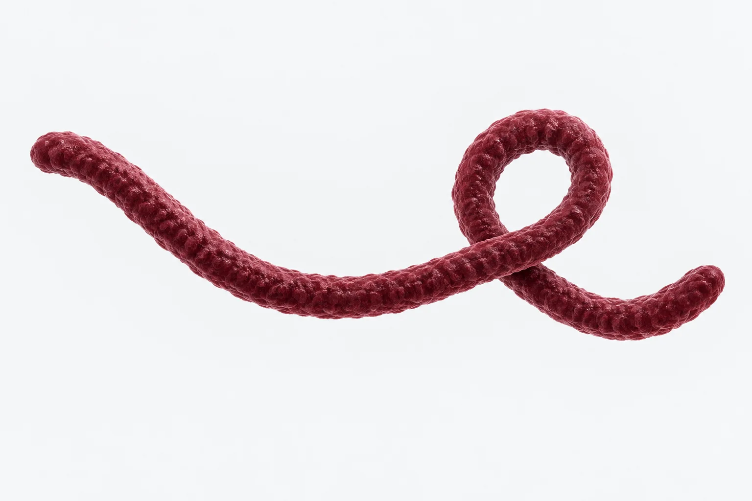 Ilustración conceptual granate de un filovirus filamentoso y curvado
